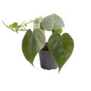 Philodendron Scandens