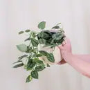 Silk Pothos